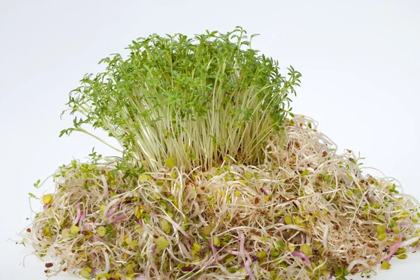 Fresh alfalfa sprouts and cress on white background — Stock Photo, Image