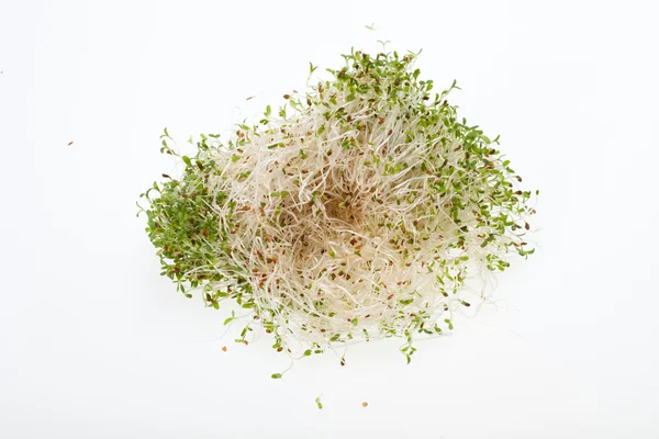 Sağlıklı beslenme. Beyaz arkaplanda taze filizler izole edildi