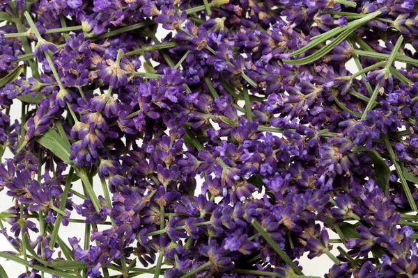 Beyaz arkaplanda lavanta izole edildi