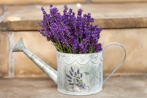 Annaffiatoio e lavende — Foto Stock