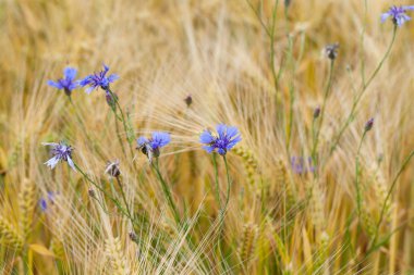 Mısır alanında mavi bluebottles