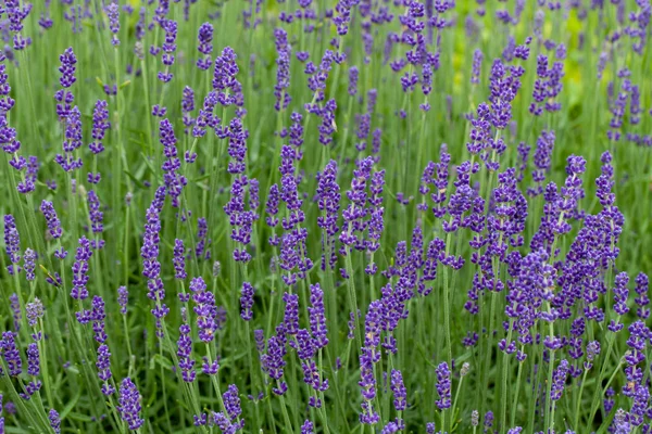 Jardins com a lavanda florescente em castelos no vale do Loire — Fotografia de Stock