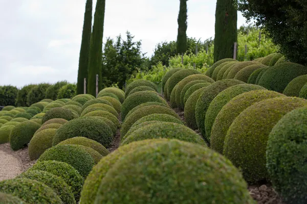 Boxwood - Bolas de jardim verde em França , — Fotografia de Stock