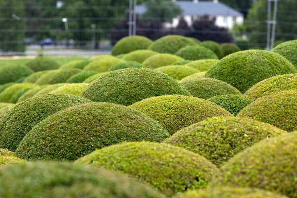 Boxwood - Pelotas de jardín verdes en Francia , — Foto de Stock