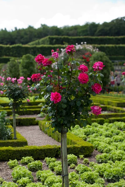 Gardens and Chateau de Villandry in Loire Valley in France — Stock Photo, Image