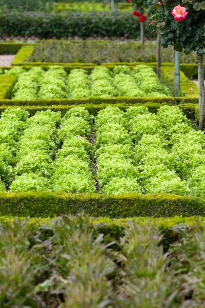 Gardens and Chateau de Villandry in Loire Valley in France — Stock Photo, Image