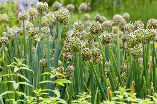 Fleurs d'oignon dans le potager — Photo