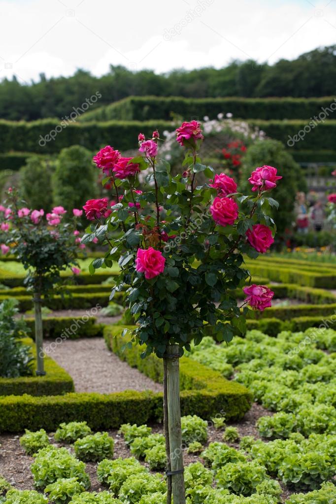 Gardens and Chateau de Villandry in Loire Valley in France