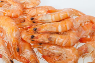 Beyaz bir arka plan üzerinde izole taze karides