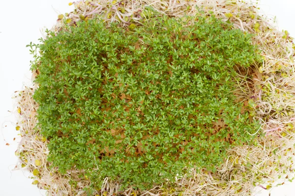 Brotes frescos de alfalfa y berros sobre fondo blanco —  Fotos de Stock