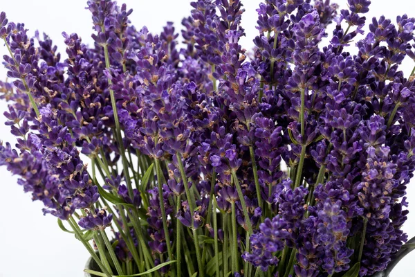 Lavanda isolata su fondo bianco — Foto Stock