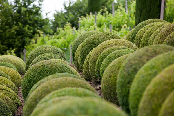 Boxwood - Pelotas de jardín verdes en Francia , — Foto de Stock