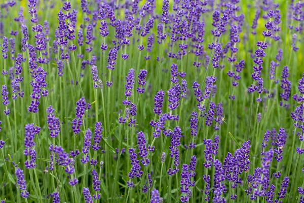 Gardens with the flourishing lavender at castles in the valley of Loire — Stock Photo, Image