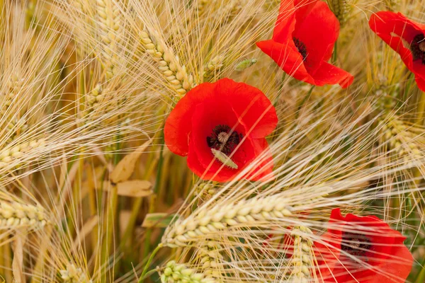 Rode papavers op de maïs-veld — Stockfoto