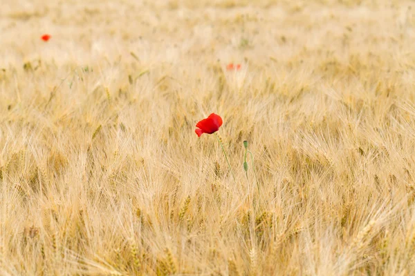 Rote Mohnblumen auf dem Maisfeld — Stockfoto