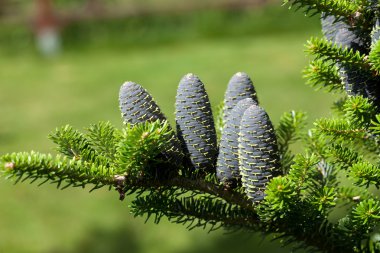 Koreli firavunun konileri - Abies koreana
