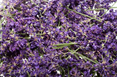 Beyaz arkaplanda lavanta izole edildi