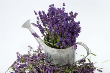sulama olabilir ve üzerinde beyaz izole lavanta