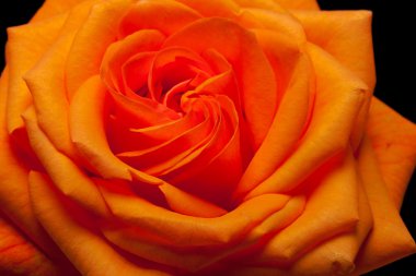 Tek turuncu gül görüntü kadar yakın