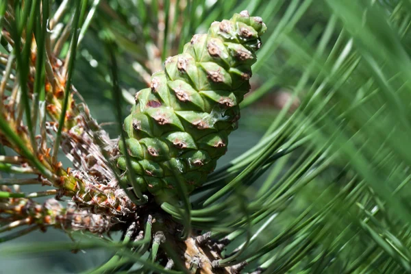 Pine tree cone — Stock Photo, Image