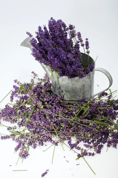 Lata de riego y lavanda aisladas en blanco — Foto de Stock