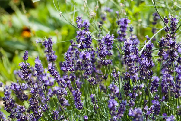 Flores de lavanda — Fotografia de Stock