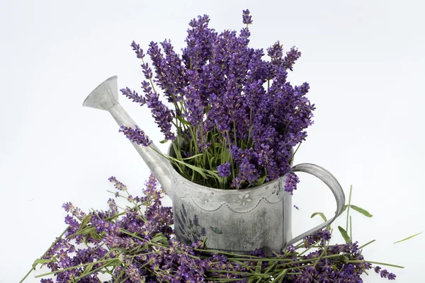 Lata de riego y lavanda aisladas en blanco — Foto de Stock