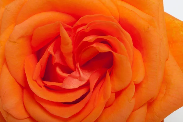 Orange single rose isolated on white background — Stock Photo, Image