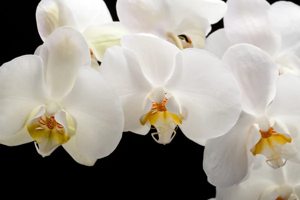 White orchid isolated on black — Stock Photo, Image