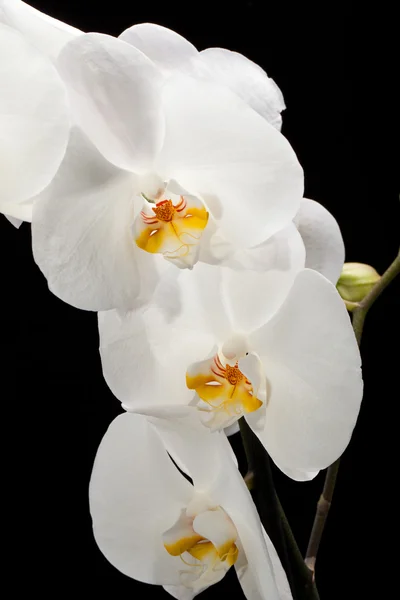 Orquídea branca isolada em preto — Fotografia de Stock