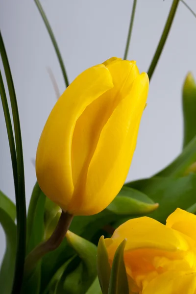 Yellow tulips isolated on white background — Stock Photo, Image
