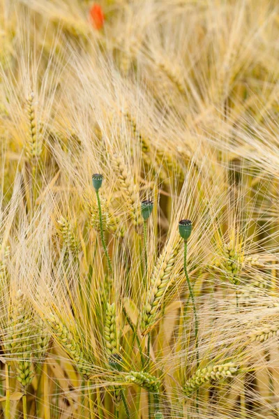 Il campo dell'orzo maturo — Foto Stock