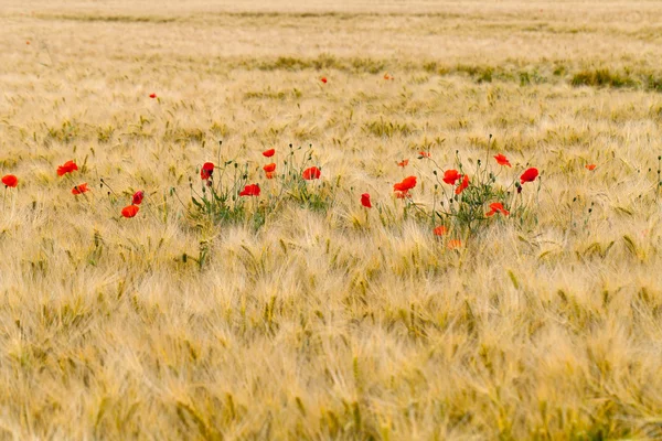 Amapolas rojas en el campo de maíz — Foto de Stock