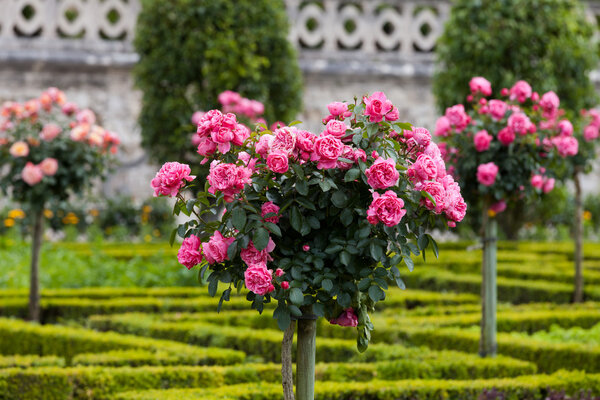Gardens and Chateau de Villandry in Loire Valley in France