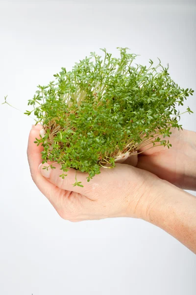 Fresh cress in the hand isolated on white background — Stock Photo, Image