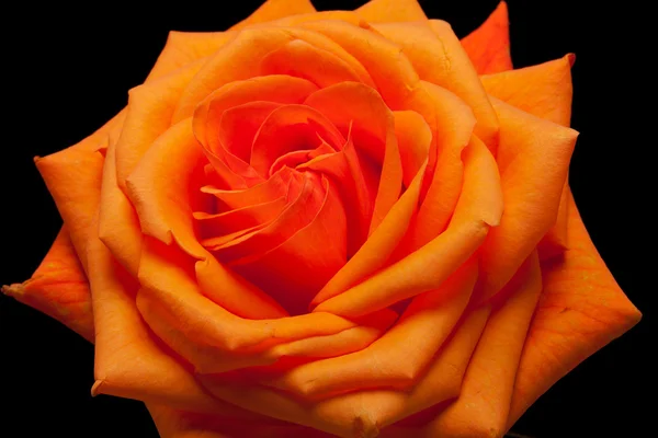 Image rapprochée d'une seule rose orange — Photo