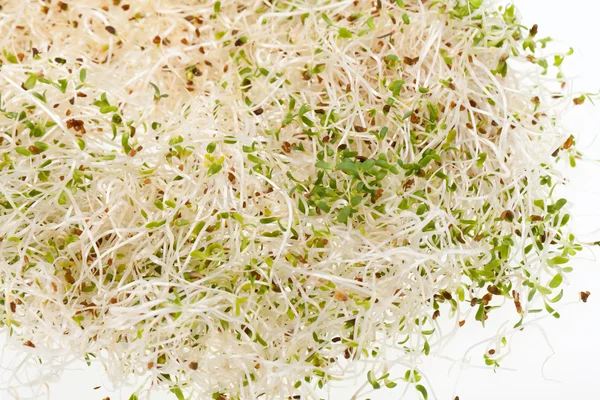 The healthy diet. Fresh sprouts isolated on white background — Stock Photo, Image