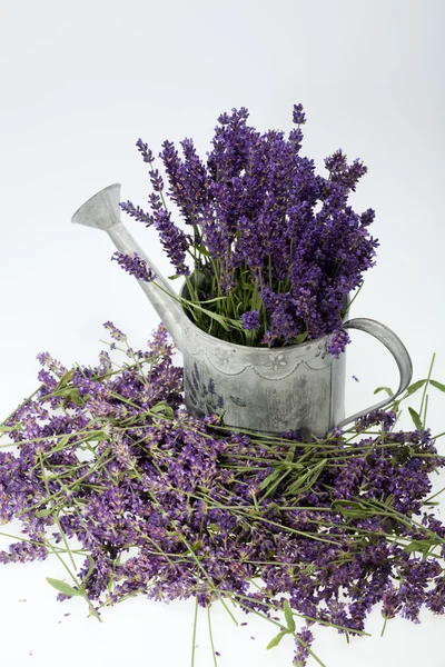 Watering Can and Lavender isolated on white — Stock Photo, Image