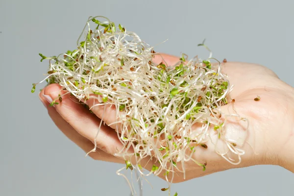The healthy diet. Fresh sprouts isolated — Stock Photo, Image