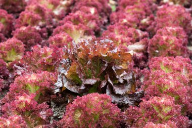 Villandry Şatosu 'ndaki mutfak bahçesi. Loire Vadisi, Fransa