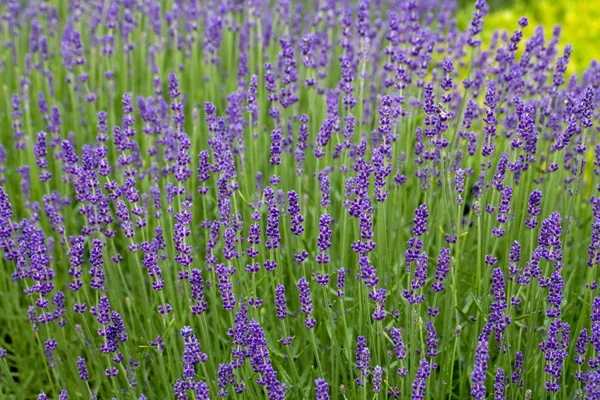 Trädgårdar med blomstrande lavendel på slott i loire-dalen — Stockfoto