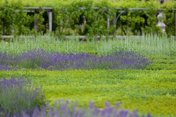 与兴盛熏衣草在花园卢瓦河谷的城堡 — 图库照片