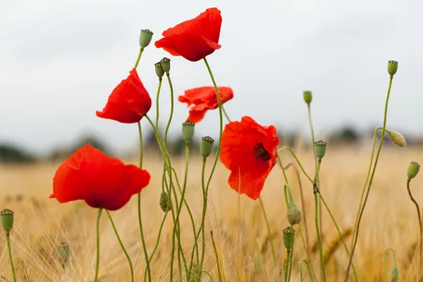 Rote Mohnblumen auf dem Maisfeld — Stockfoto