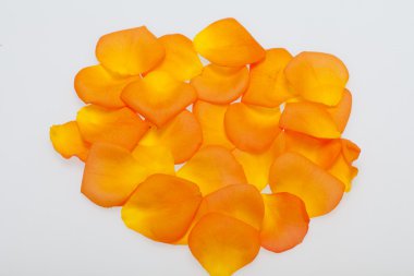 Beyaz arka plan üzerinde izole turuncu gül yaprakları