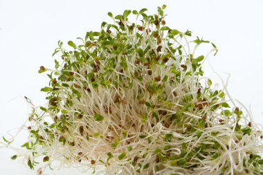 Sağlıklı beslenme. Beyaz arkaplanda taze filizler izole edildi