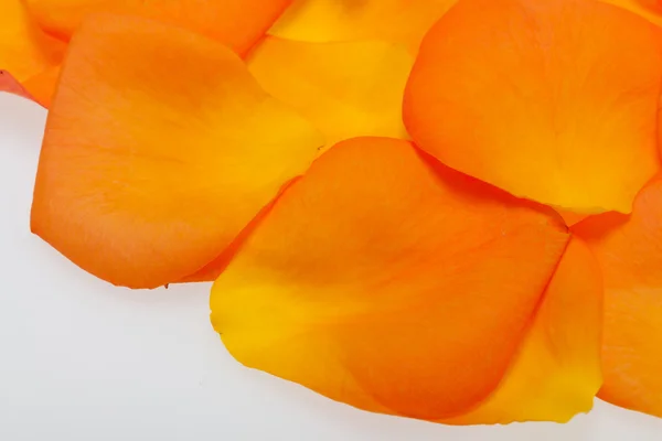 Лепестки оранжевой розы изолированы на белом фоне — стоковое фото