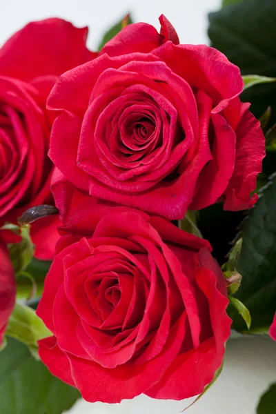 Red rose close-up — Stock Photo, Image