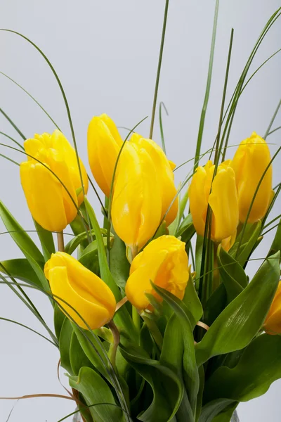 Tulipani gialli isolati su sfondo bianco — Foto Stock