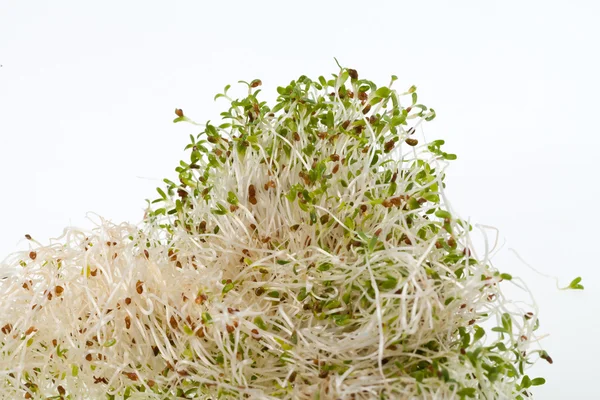 Η υγιεινή διατροφή. Νωπά φύτρα που απομονώνονται σε λευκό φόντο — Φωτογραφία Αρχείου
