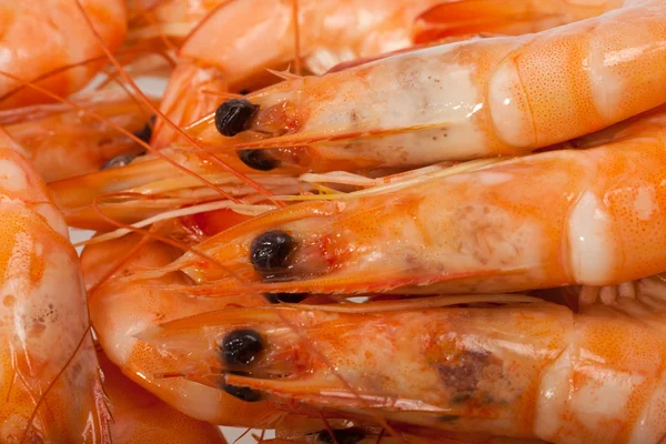 Fresh shrimp isolated on a white background — Stock Photo, Image